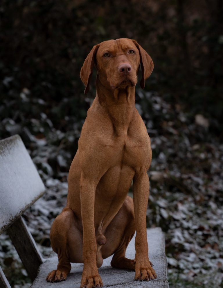 Hundefotografie von braunem Hund der auf einer Bank sitzt und aufmerksam in die Ferne schaut.
