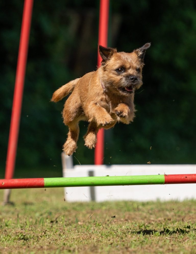 Hundefotografie von braunem Hund läuft lebhaft über eine grüne Wiese, im Hintergrund verschwommene Bäume.