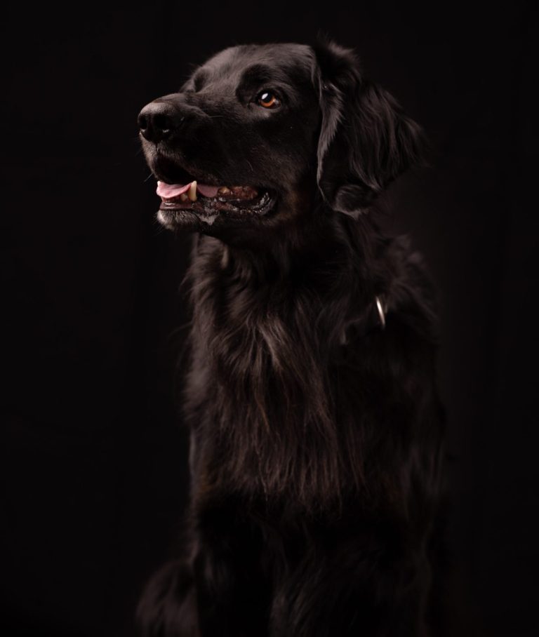 Schwarzer Hund mit glänzendem Fell und freundlichem Ausdruck vor dunklem Hintergrund.