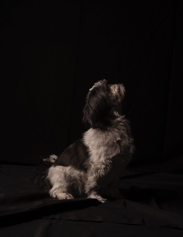 Schwarzer Hintergrund mit einem kleinen Hund, der nach oben schaut.
