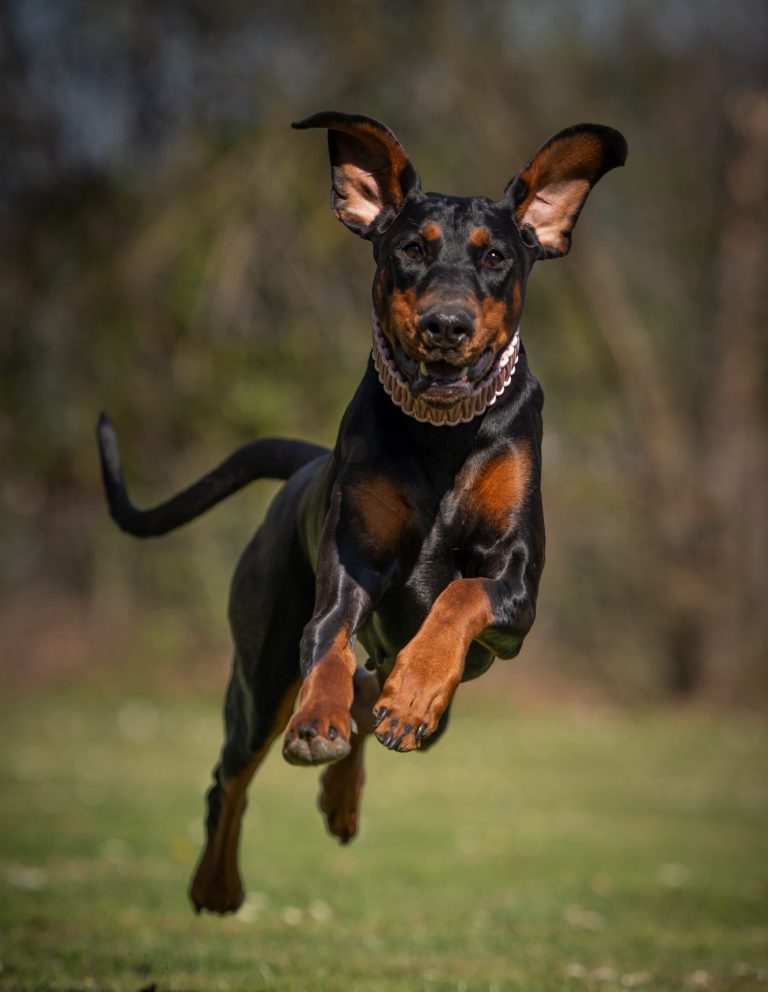 Ein springender Dobermann auf einer grünen Wiese.