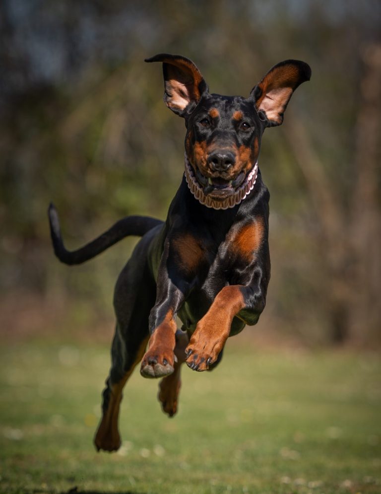 Actionfoto von braunfarbenem Hund springt lebhaft durch einen herbstlichen Waldweg mit Laub.