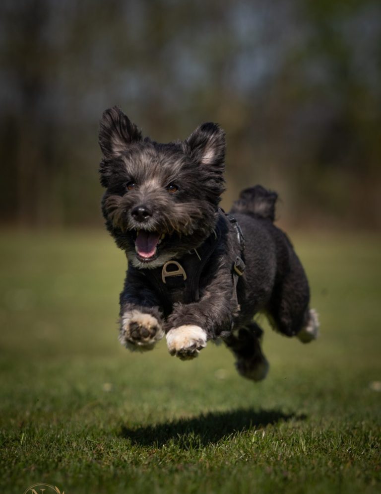 Hundefotografie von braunem Hund der auf einer Wiese läuft.