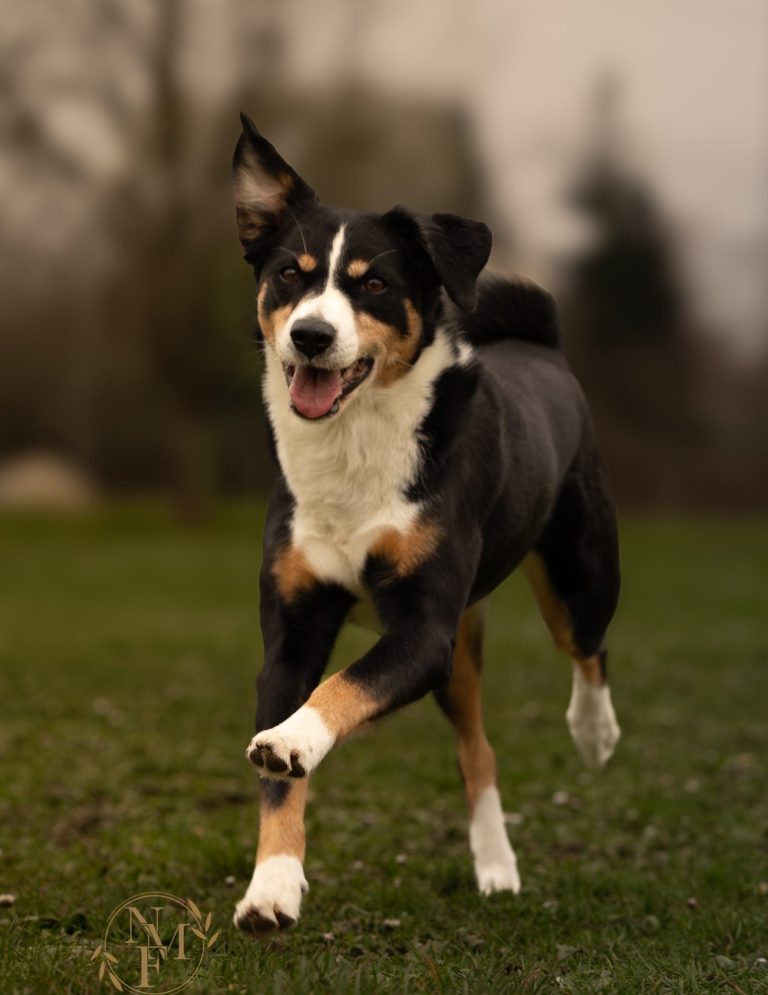 Hundefotografie von braunem Hund läuft spielerisch über eine grüne Wiese im Wald.