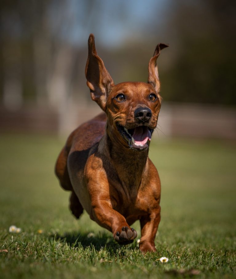 Ein Weglaufender brauner Dackel mit aufgestellten Ohren und fröhlichem Gesichtsausdruck.