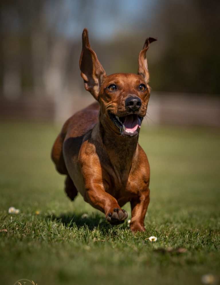 Hundefotografie von braunem Hund der auf einer Bank sitzt und aufmerksam in die Ferne schaut.