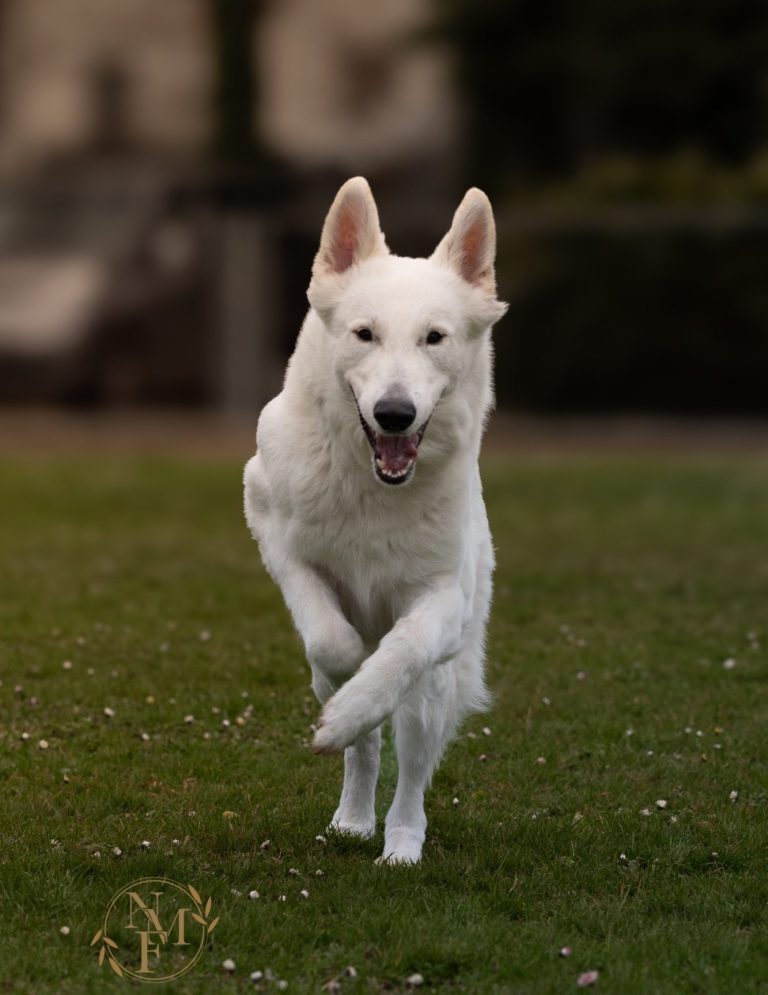 Hundefotografie von braunem Hund läuft lebhaft über eine grüne Wiese, im Hintergrund verschwommene Bäume.