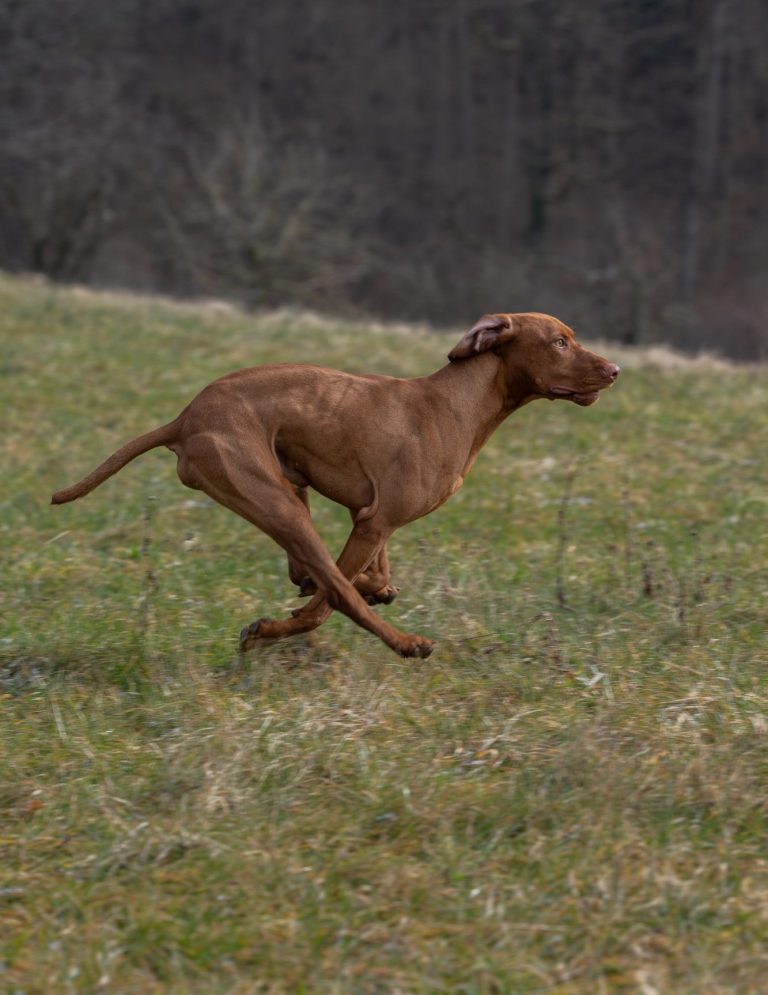 Hundefotografie von braunem Hund der auf einer Wiese läuft.