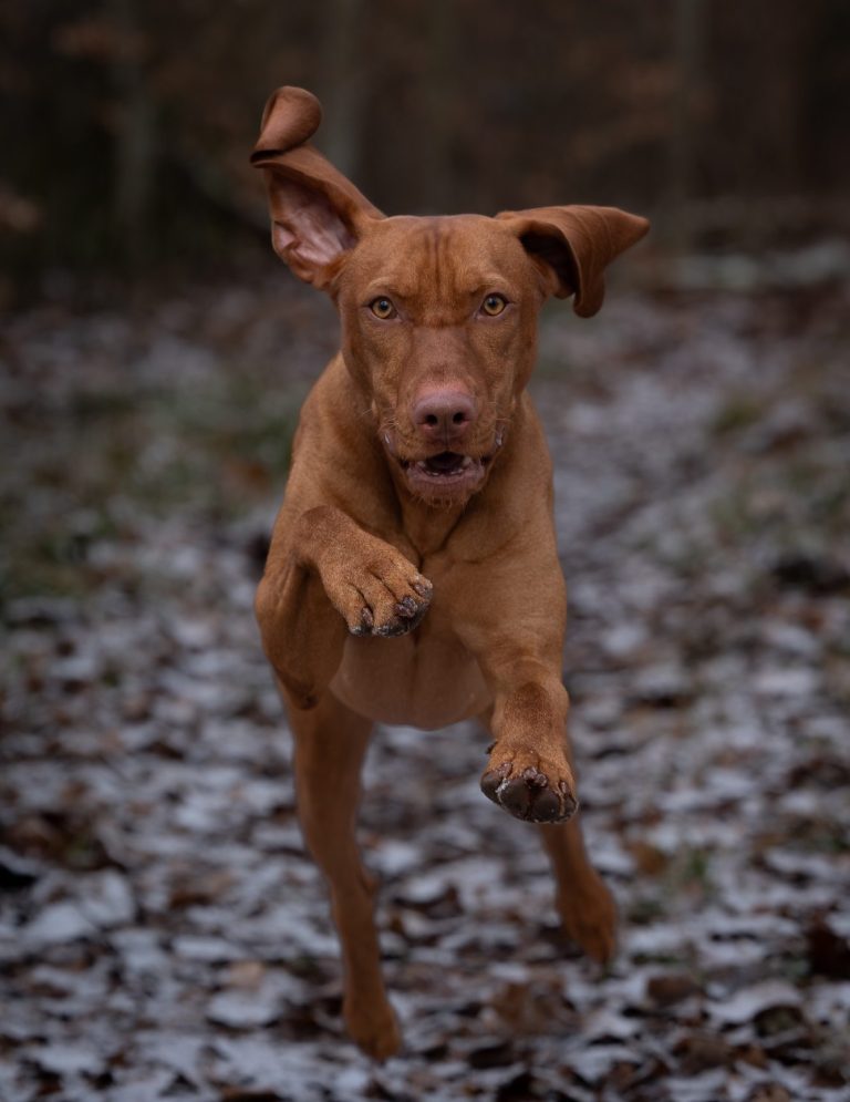 Actionfoto von braunfarbenem Hund springt lebhaft durch einen herbstlichen Waldweg mit Laub.