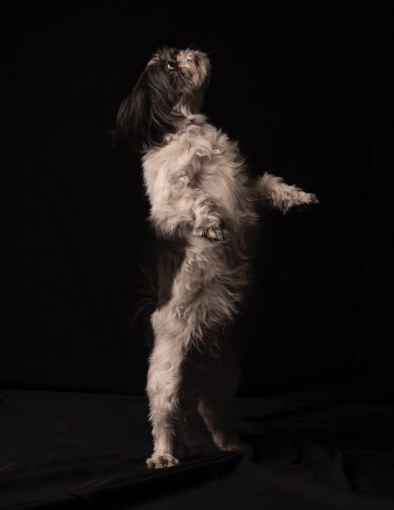 Ein kleiner Hund steht aufrecht in einem schwarzen, dunklen Raum.