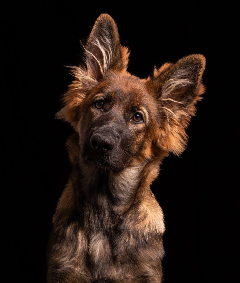 Brauner Hund mit aufmerksamen Augen und buschigem Fell vor schwarzem Hintergrund.