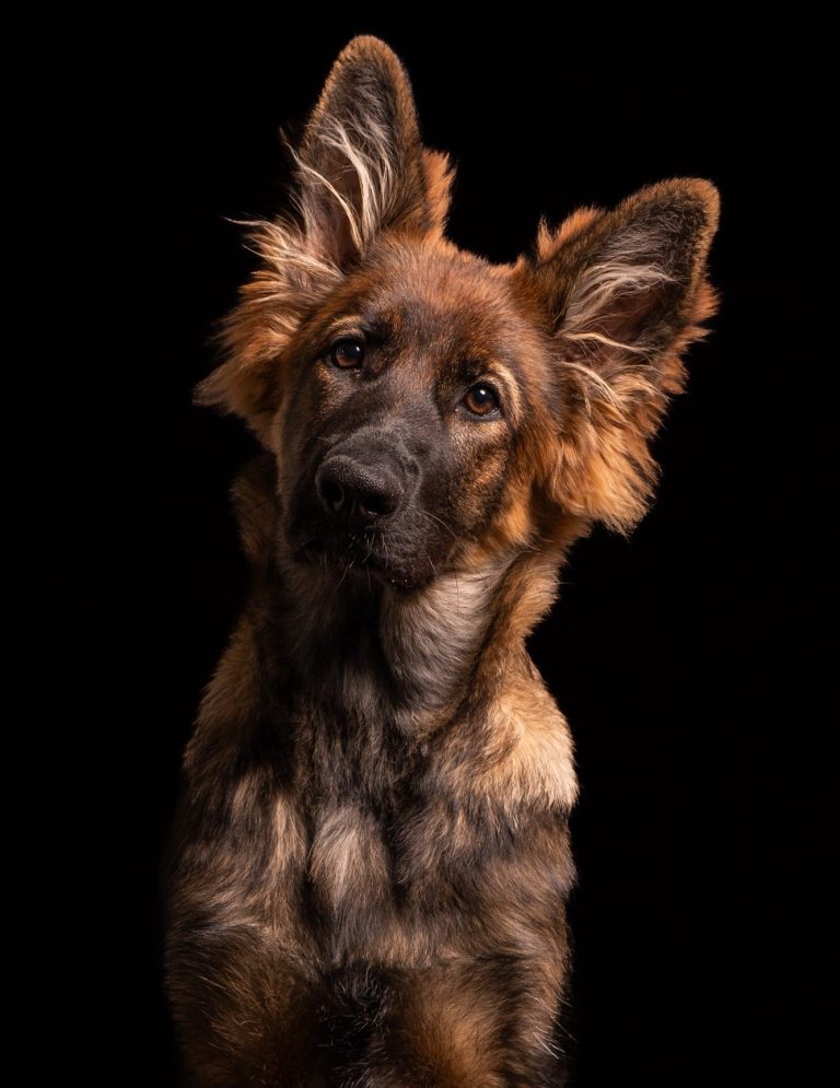 Ein kleiner Hund steht aufrecht in einem schwarzen, dunklen Raum.