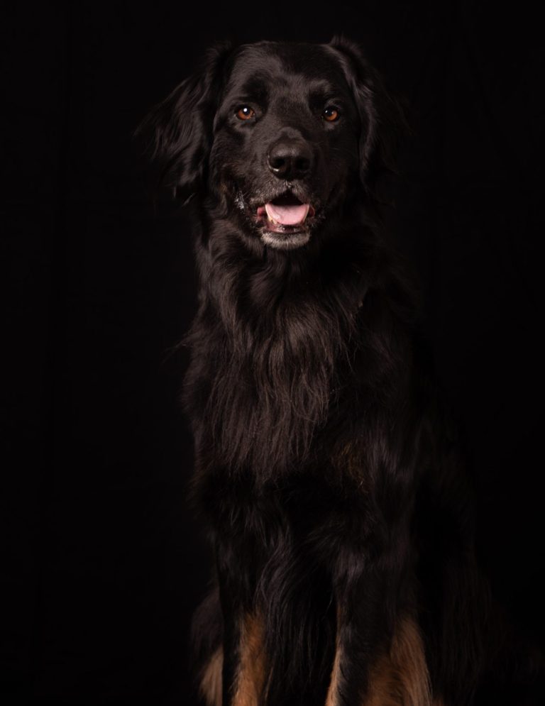 Hundefotografie von schwarzem Hund mit glänzendem Fell, sitzt vor schwarzem Hintergrund und lächelt.