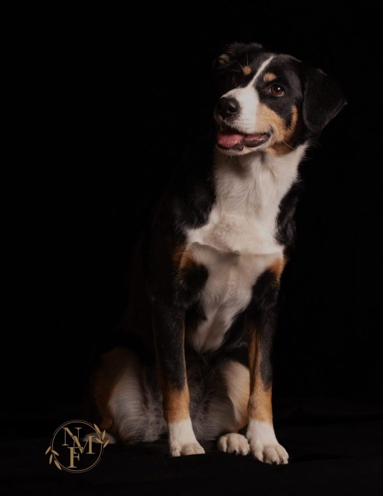 Schwarzer Hintergrund, kleiner Hund mit grauen und weißen Fell, der auf einem Hocker sitzt.