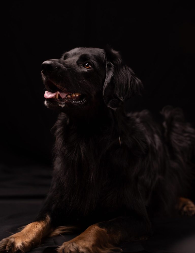 Hundefotografie von schwarzem Hund mit glänzendem Fell, der aufmerksam nach oben schaut.