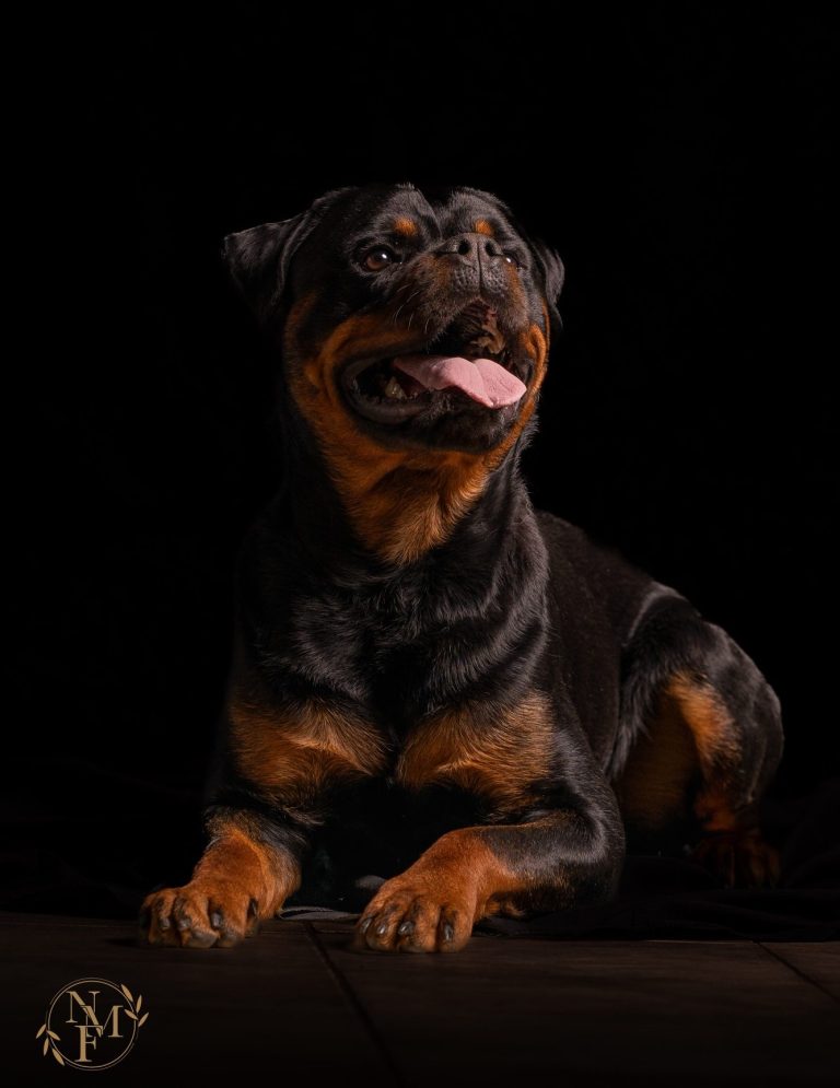 Hundefotografie von schwarzem Hund mit glänzendem Fell, der freundlich in die Kamera schaut.
