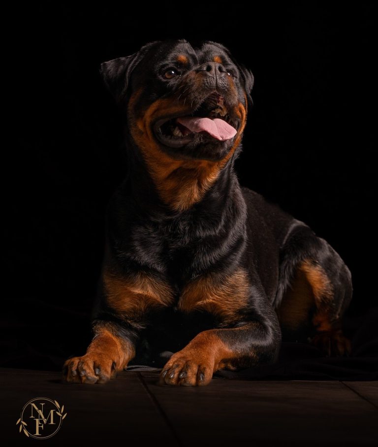 Rottweiler sitzt mit offenen Maul und herausgestreckter Zunge vor dunklem Hintergrund.