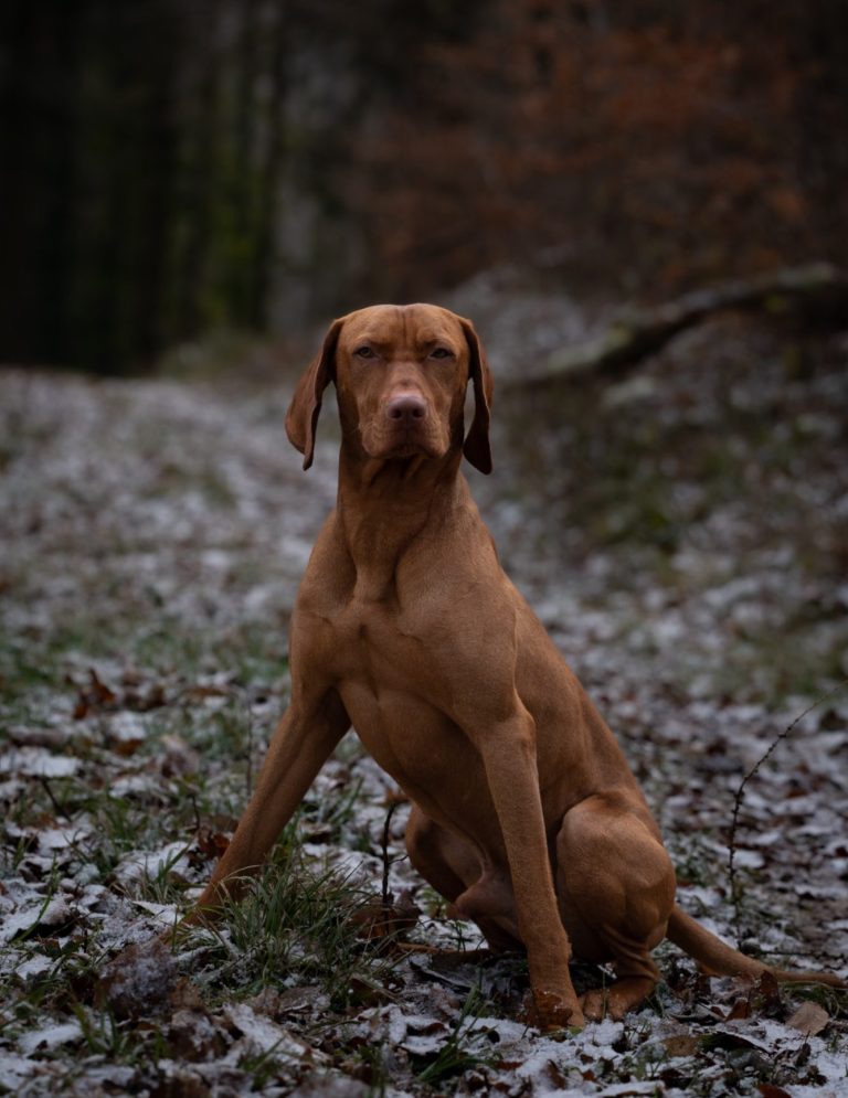 Hundefotografie von braunem Hund der auf einem mit Schnee und Laub bedeckten Weg im Wald sitzt.